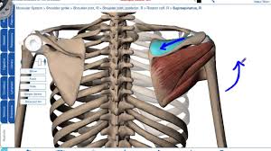 Posterior — the back of the shoulder. The Rotator Cuff Explained Thrive Now Physiotherapy