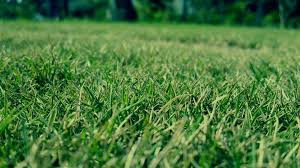 6 best pull behind plug aerators 2021. The 8 Best Lawn Aerators Of 2021