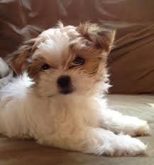 They are adored and pampered by their forever families. Mi Ki Breeder Toy Dog Puppies For Sale In South Bend In My Precious Mi Kis Dogs And Puppies Puppies Miki Dog