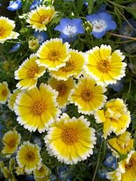 20'h x 15'w twinberry honeysuckle Wild For California Native Wildflowers