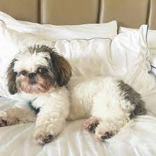 Shih Tzu Black Shih Tzu Shih Tzu Price Brown Shih Tzu