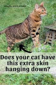 Overall body structure to be fine boned. Why Cats Have A Primordial Pouch Pet Care Cats Primordial Pouch Cats