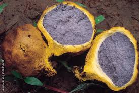 Image result for Scleroderma sp.