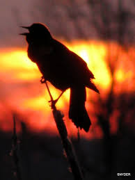 Black Bird With Red And Yellow Shoulders Blackbird Black Bird Red Wing Blackbird Grackle