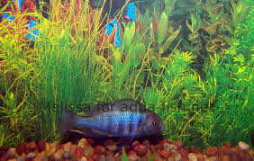 Regularly cleaning your fish tank decorations and ornaments is an important task for fish tank maintenance. How To Select Ornaments For An Aquarium