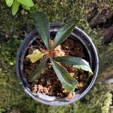 Image result for Sauvagesia