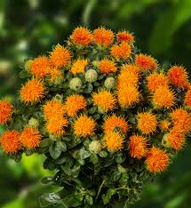 Image result for Hirtella zanzibarica