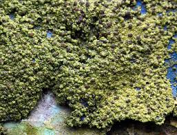 Image result for Micrococca capensis