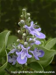 Image result for Vitex obovata
