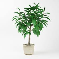 Leaf Pot Plant 3d Model Plants Potted Plants Simple Object