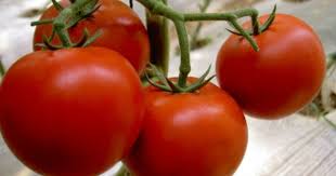 航天番茄宇航4号 无限生长类型 早中熟 长势强健 第一花穗7 9节 果实 大红色 果形圆形 果面光滑 无绿色果肩 单果重170 230g左右 连续坐果能力极强 果实大小均匀 商品性好 品质优良 硬度好 耐贮运 抗病毒病 晚疫病 耐低温 适应性广 亩产量8000kg左右