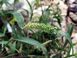Image result for Setaria verticillata