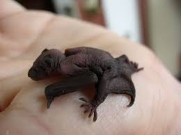Baby Bat If You Find One Look Up Get A Ladder And Put It Back Mom Will Take Care Of It Baby Animals Animal Planet Baby Bats
