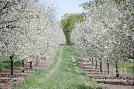 2 picnicking beneath cherry blossom trees is a japanese tradition. Door County Cherry Blossoms By Nikki Vig Door County Cherries Door County Door County Wi