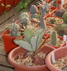 Kalanchoe Synsepala Planting Succulents Plants Succulents