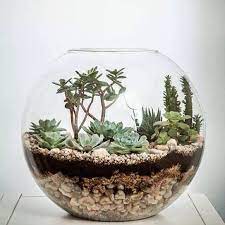 Louise leffler with geoff borin photography: Make Your Miniature Garden In A Glass Bowl Ideas For Glass Terrariums Succulent Garden Diy Succulents Diy Miniature Garden