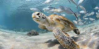 Sea turtles were driven to endangerment by human activities. Interesting Facts About Sea Turtles And Tortoises