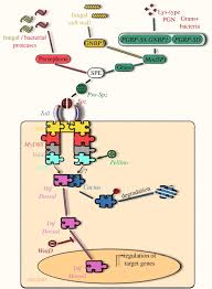 A clear difference between null and hypomorphic animals in their viability and melanotic capsule phenotype. Drosophila As A Model System To Unravel The Layers Of Innate Immunity To Infection Open Biology