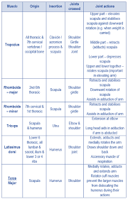 Upper back braces supports for upper back pain posture. Level 3 59 Exercise And Fitness Knowledge Upper Back Muscles Amac Training