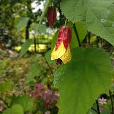 Image result for Abutilon grantii