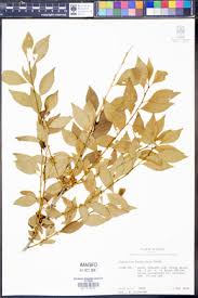 Image result for Vaccinium madagascariense