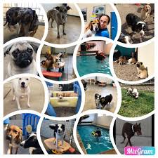 M hi, my name is sandy hendrickson, i'm the owner of pampered pet services resort & spa, which start. Pampered Pet Services Resort Spa Photos Facebook