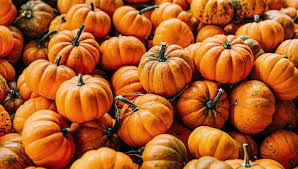 Pumpkin spice is really dried pumpkin. Autumn Trivia An Hf Quiz Hf Holidays