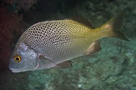 Black And White Striped Fish In The Gulf Of Mexico Anisostremus Interruptus Burrito Grunt Sea Of Cortez Fish Fish Pet Marine Fish