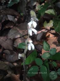 Image result for Zeuxine africana