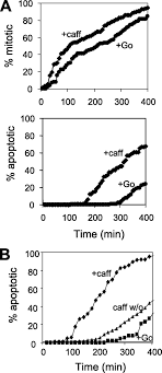 In vitro control of the cell cycle. Caffeine Promotes Apoptosis In Mitotic Spindle Checkpoint Arrested Cells Journal Of Biological Chemistry