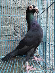 Pin By Vadim Shevchenko On Pigeon Dove Pigeon Pigeon Animals