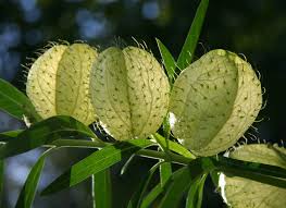 Image result for Gomphocarpus physocarpus