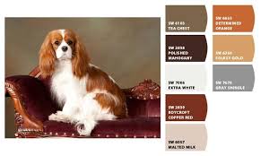 I Just Spotted The Perfect Colors Cavalier King Charles Dog King Charles Spaniel King Charles Dog