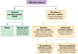 Human Nervous System Flowchart Nervous System Chart Nervous