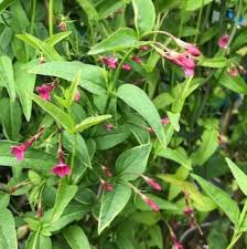 Image result for Jasminum beesianum