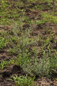 Image result for Laggera