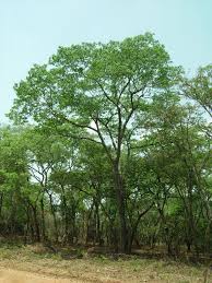 Image result for Brachystegia