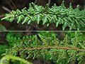 Image result for Cheilanthes angustifrondosa