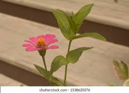 Image result for Microglossa