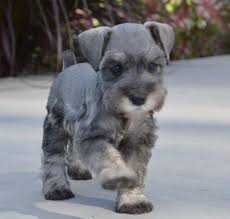 Wiry overcoat with soft undercoat shedding: My New Baby Miniature Schnauzer Puppies Cute Baby Animals Puppies