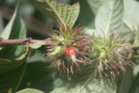 Image result for Sabicea venosa