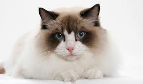 The baby kittens are born white, similar to siamese cats, and develop their color points around the eighth week. A Beginner S Guide To The Ragdoll Catipilla