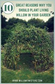 Benefits Of Planting Living Willow Garden Sculptures And Structures Willow Garden Living Willow Witchy Garden