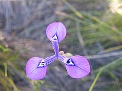 Image result for Moraea carsonii