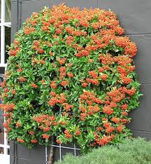 Image result for Pyracantha