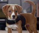 Beagle Chihuahua Mix : Cheagle Puppies | Beagle Mix