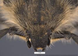 Image result for Tropinota hirta