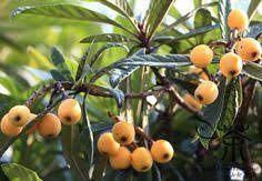 African plants in general have developed an overwhelming diversity of forms, functions, habitats and geographical distribution. 130 Fruit Trees Ideas Fruit Trees Fruit Plants
