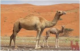 Camels have long been domesticated and, as livestock, they provide food (milk and meat) and textiles (fiber and felt from hair). What Is The National Animal Of Kuwait Whatsanswer