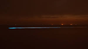 Nieuws en video's over binnenland. Zeevonk Zandvoort Noctiluca Scintillans 22 5 2017 Youtube